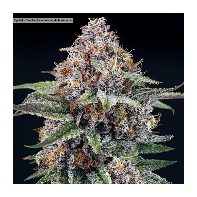 EYEBALLZ · Ripper Seeds · graines de cannabis · Fem
