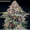 EYEBALLZ · Ripper Seeds · graines de cannabis · Fem