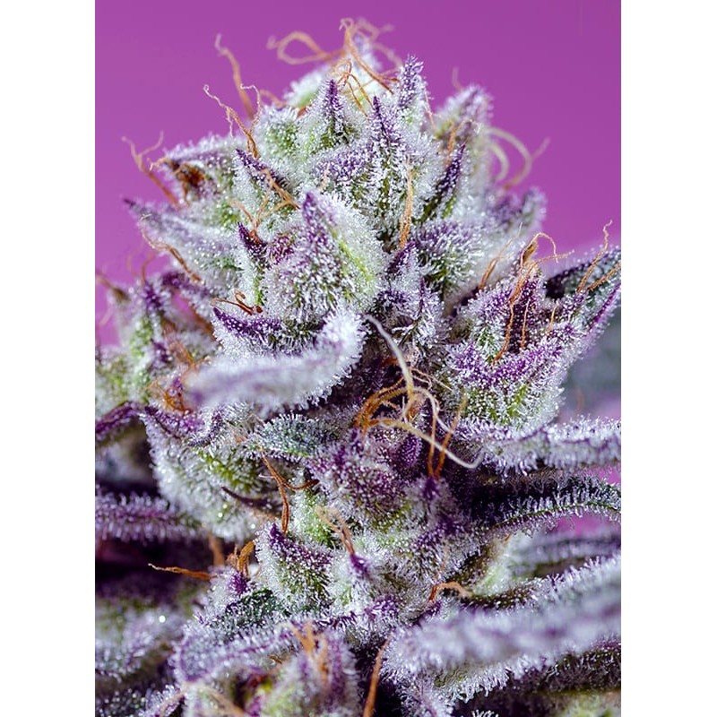 DIABLO'S DELIGHT XL AUTO · Sweet Seeds · kenevir tohum · AutoFem