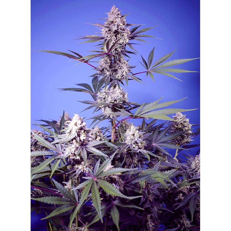 MENTAL RAINBOW F1 FAST VERSION · Sweet Seeds · cannabis samen · Fem