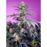 MONSTER MAKER · Sweet Seeds · sementes de maconha · Fem