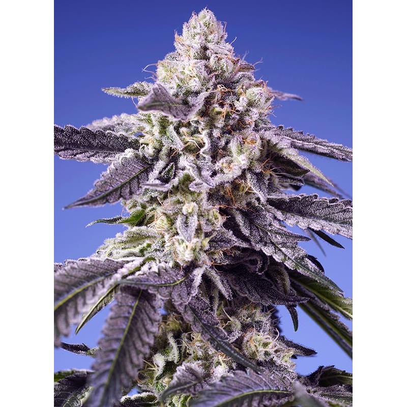 PERMANENT JEALOUSY XL AUTO · Sweet Seeds · graines de cannabis · AutoFem