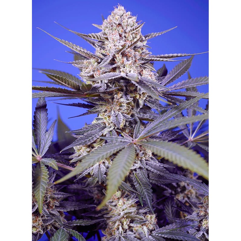 PINEAPPLE SLUSH XL AUTO · Sweet Seeds · kenevir tohum · AutoFem