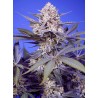 PINEAPPLE SLUSH XL AUTO · Sweet Seeds · graines de cannabis · AutoFem