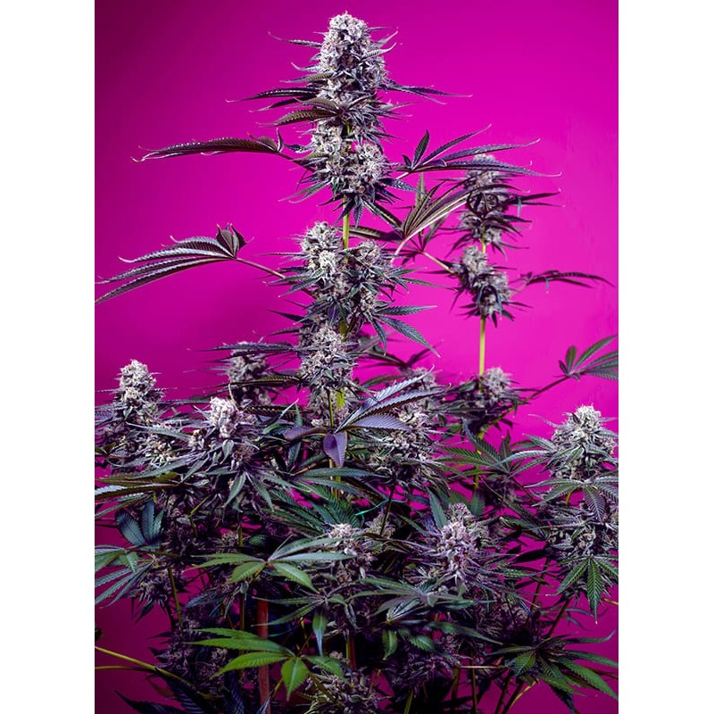 STUDIO 54 STARDUST AUTO · Sweet Seeds · kenevir tohum · AutoFem