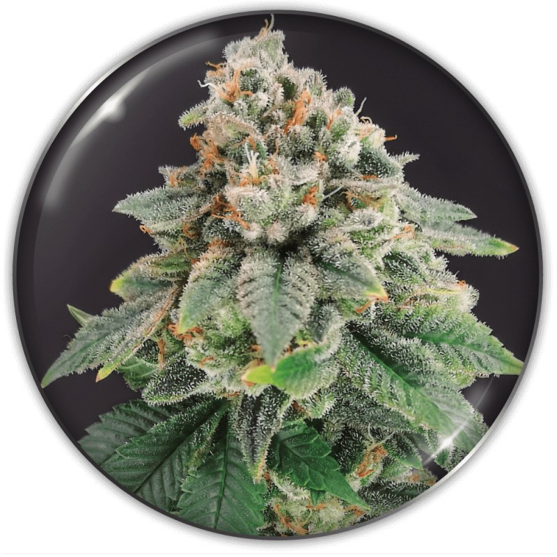 BLUE HELL CBD · Medical Seeds · graines de cannabis · Fem