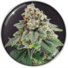 BLUE HELL CBD · Medical Seeds · graines de cannabis · Fem