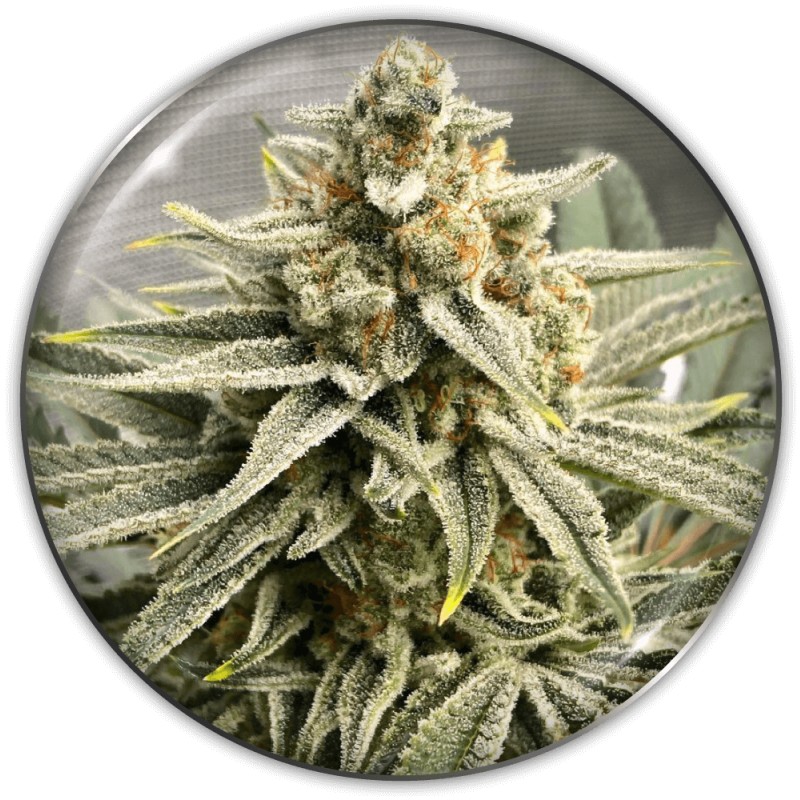 GRAPE FUEL · Medical Seeds · graines de cannabis · Fem