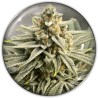 GRAPE FUEL · Medical Seeds · graines de cannabis · Fem