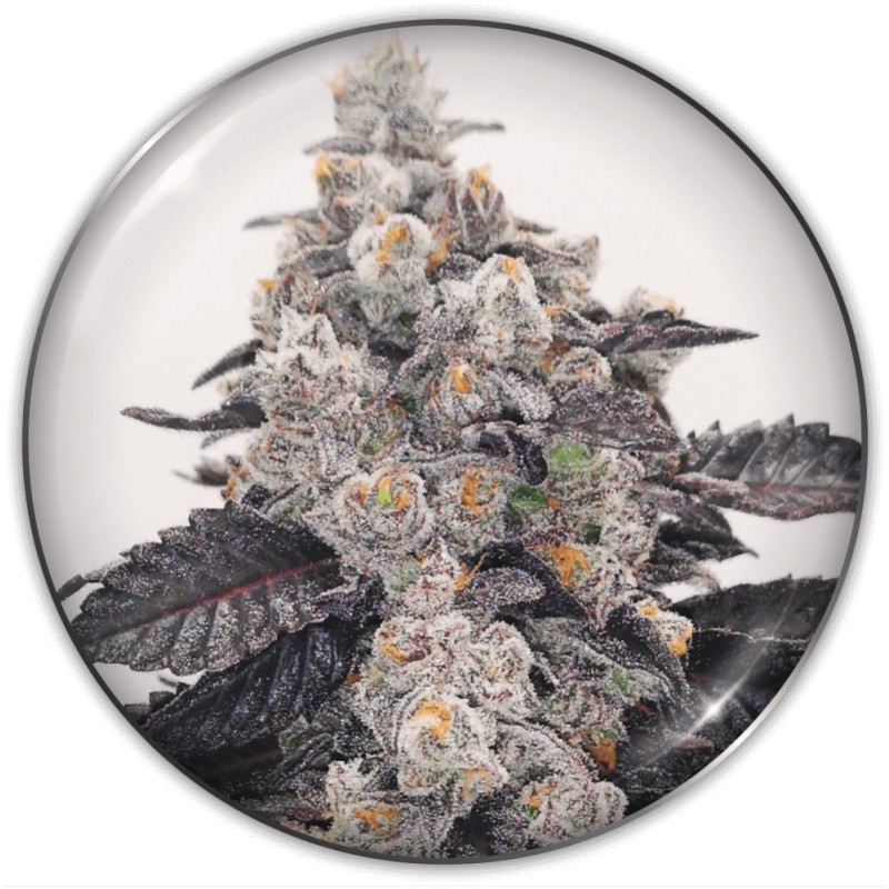 PINK SHERBERT · Medical Seeds · graines de cannabis · Fem