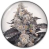 PINK SHERBERT · Medical Seeds · graines de cannabis · Fem