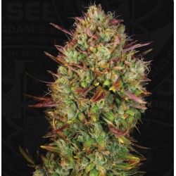 AUTO MK-ULTRA  · TH Seeds · graines de cannabis · AutoFem