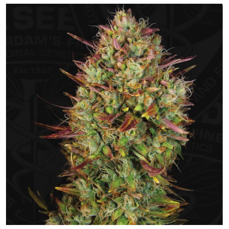 AUTO MK-ULTRA · TH Seeds · cannabis seeds · AutoFem