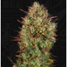 AUTO MK-ULTRA  · TH Seeds · graines de cannabis · AutoFem