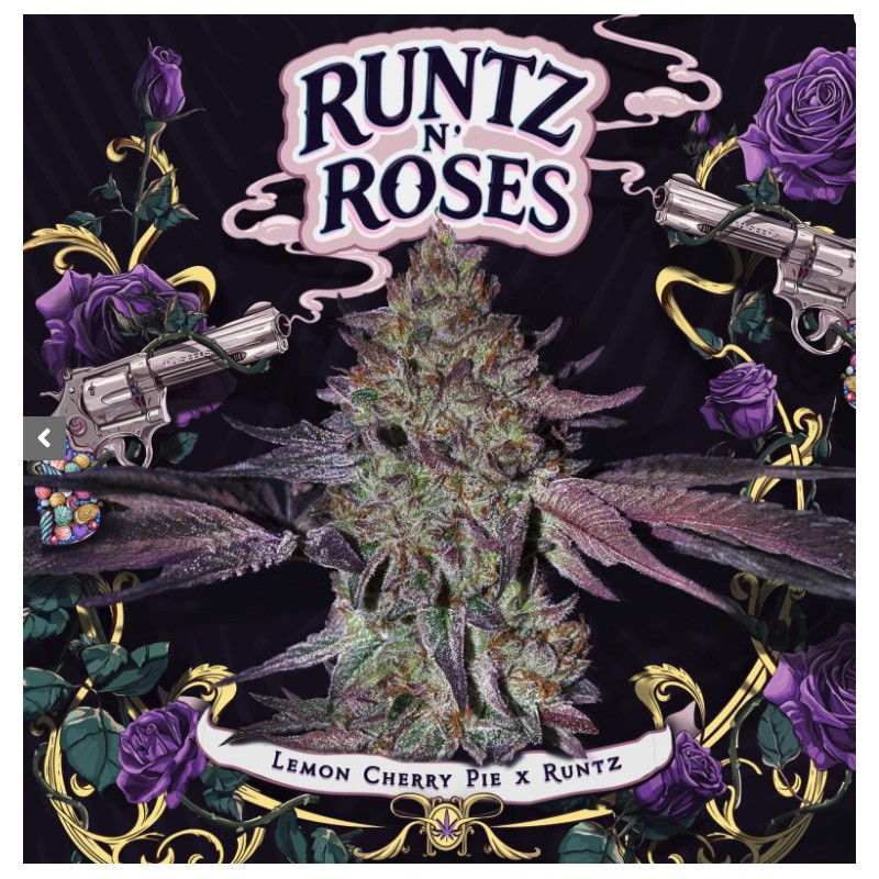 RUNTZ N´ROSES · TH Seeds · sementes de maconha · Fem