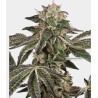RUNTZ AUTO · White Label  Seeds · sementes de maconha · AutoFem