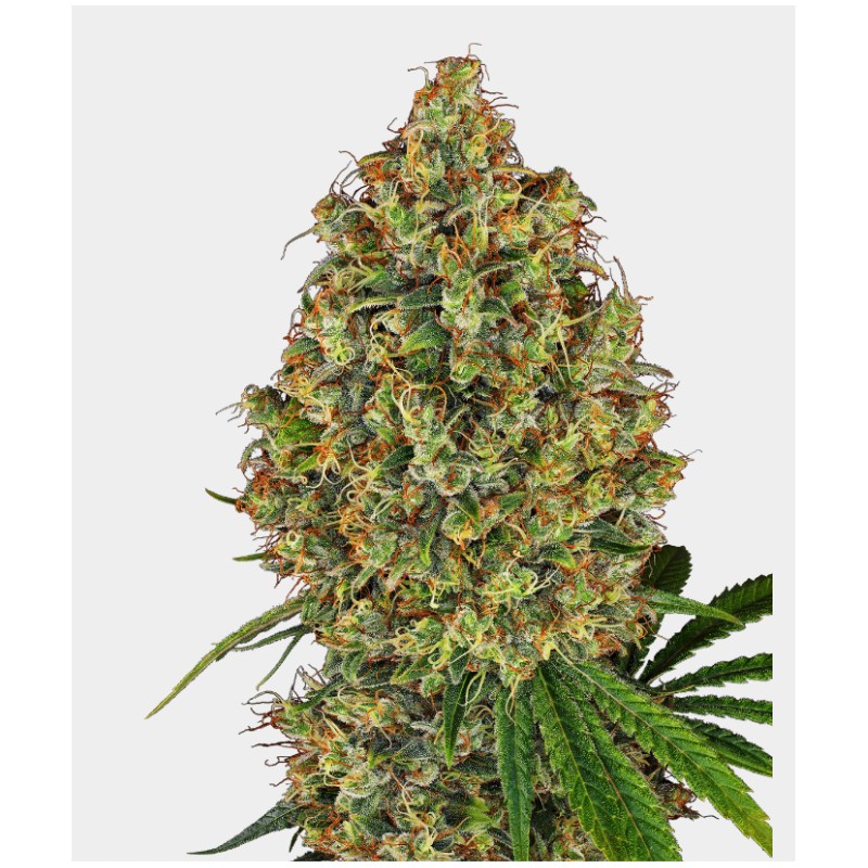AK 420 FEMINIZADA · White Label  Seeds · graines de cannabis · Fem