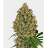 AK 420 FEMINIZADA · White Label  Seeds · sementes de maconha · Fem