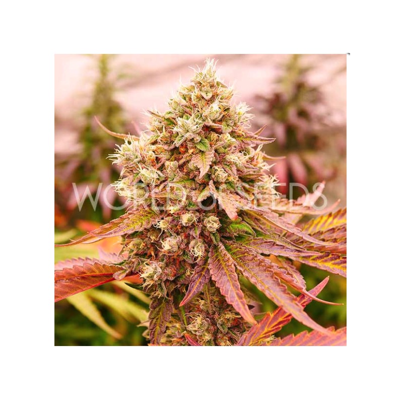 BURGER KUSH EARLY VERSION · World Of Seeds · graines de cannabis  · Fem
