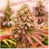 BURGER KUSH EARLY VERSION · World Of Seeds · graines de cannabis  · Fem