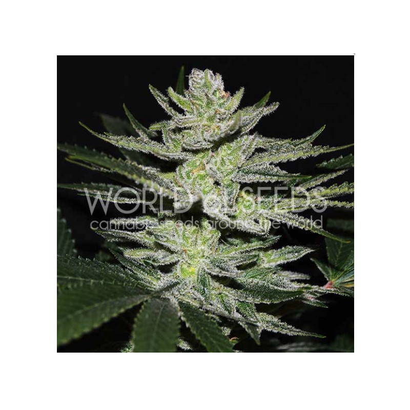 CHOCOLATE THAI OG · World Of Seeds · kenevir tohum · Disi · Fem