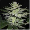 CHOCOLATE THAI OG · World Of Seeds · graines de cannabis  · Fem