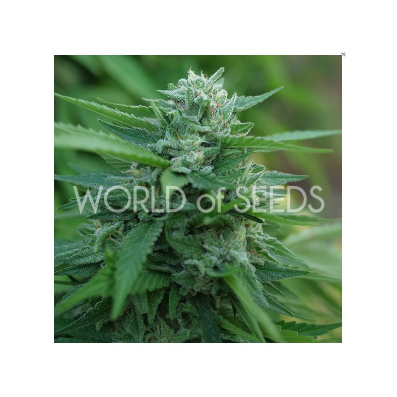 MONGOLIA THC FREE · World Of Seeds · graines de cannabis · Fem