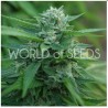 MONGOLIA THC FREE · World Of Seeds · graines de cannabis  · Fem