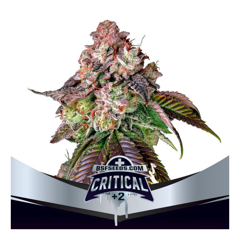 CRITICAL +2 · BSF Seeds · cannabis samen · Fem