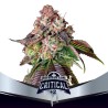 CRITICAL +2 · BSF Seeds · cannabis samen · Fem