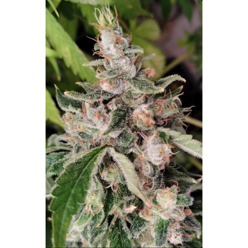 AFRICAN GAS · Ace Seeds · graines de cannabis  · Fem