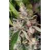 AFRICAN GAS · Ace Seeds · cannabis seeds · Fem
