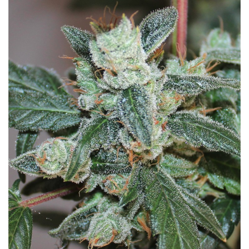 KALIDONIA · Ace Seeds · graines de cannabis  · Fem