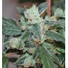 KALIDONIA · Ace Seeds · graines de cannabis  · Fem
