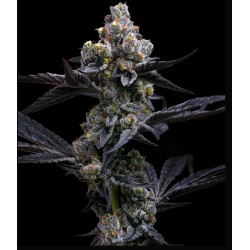 GARLIC COOKIES · Barneys Farm · kenevir tohum · Disi · Fem