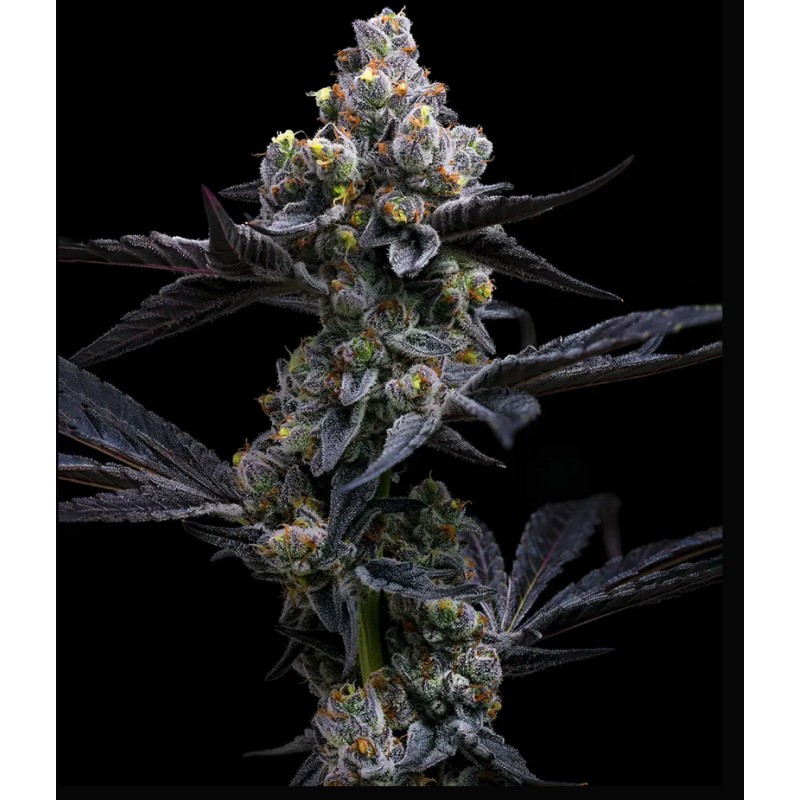 GARLIC COOKIES · Barneys Farm · cannabis seeds · Fem