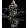 GARLIC COOKIES · Barneys Farm · cannabis seeds · Fem