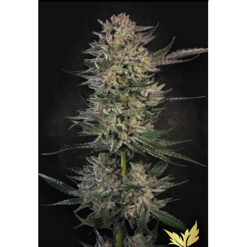 CANDY BREATH · Paradise Seeds · sementes de maconha · Fem