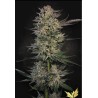 CANDY BREATH · Paradise Seeds · cannabis seeds · Fem