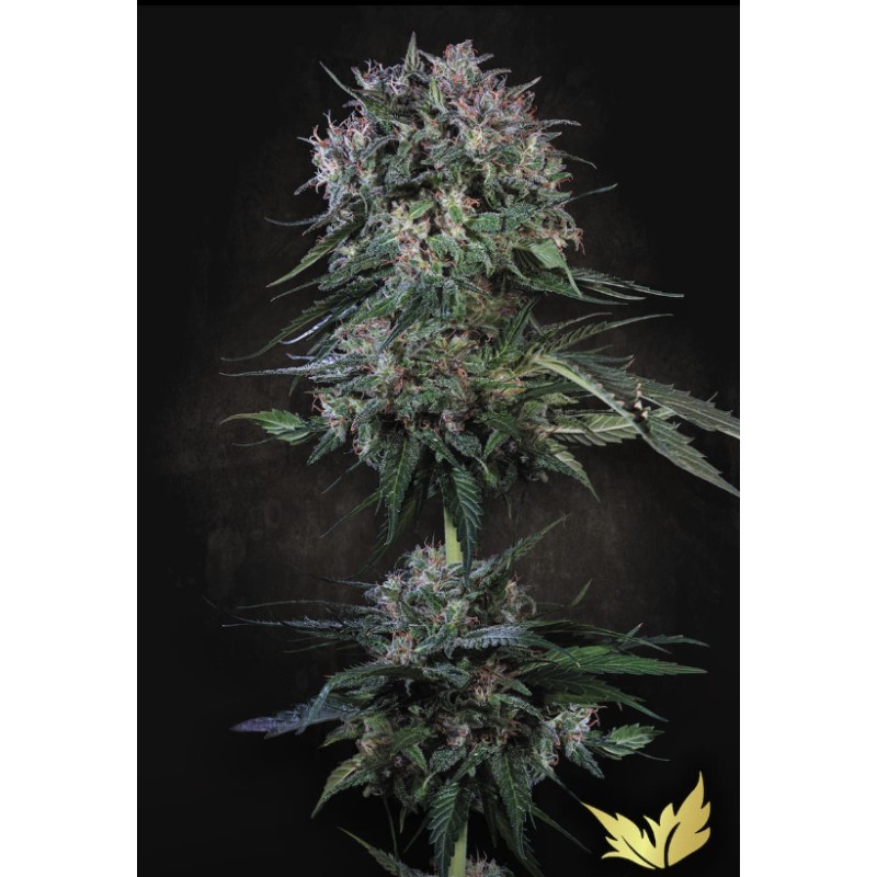 DOPPLER · Paradise Seeds · cannabis seeds · Fem