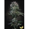 DOPPLER · Paradise Seeds · cannabis seeds · Fem