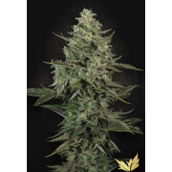 MENDO CREME · Paradise Seeds · graines de cannabis · Fem