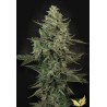 MENDO CREME · Paradise Seeds · cannabis seeds · Fem