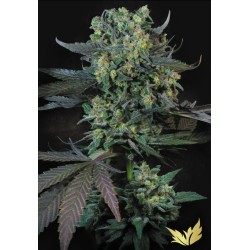 MOMO · Paradise Seeds · graines de cannabis · Fem