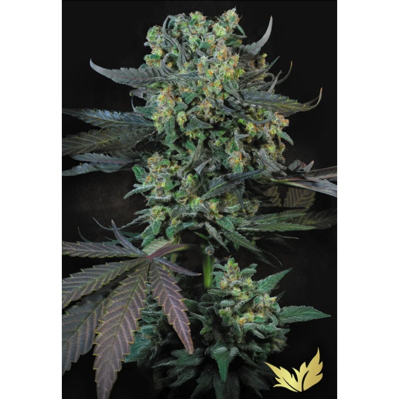 MOMO · Paradise Seeds · cannabis seeds · Fem