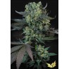 MOMO · Paradise Seeds · cannabis seeds · Fem