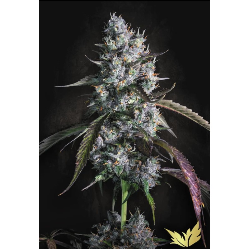 RED VELVET AUTO · Paradise Seeds · cannabis seeds · AutoFem