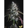 RED VELVET AUTO · Paradise Seeds · cannabis seeds · AutoFem