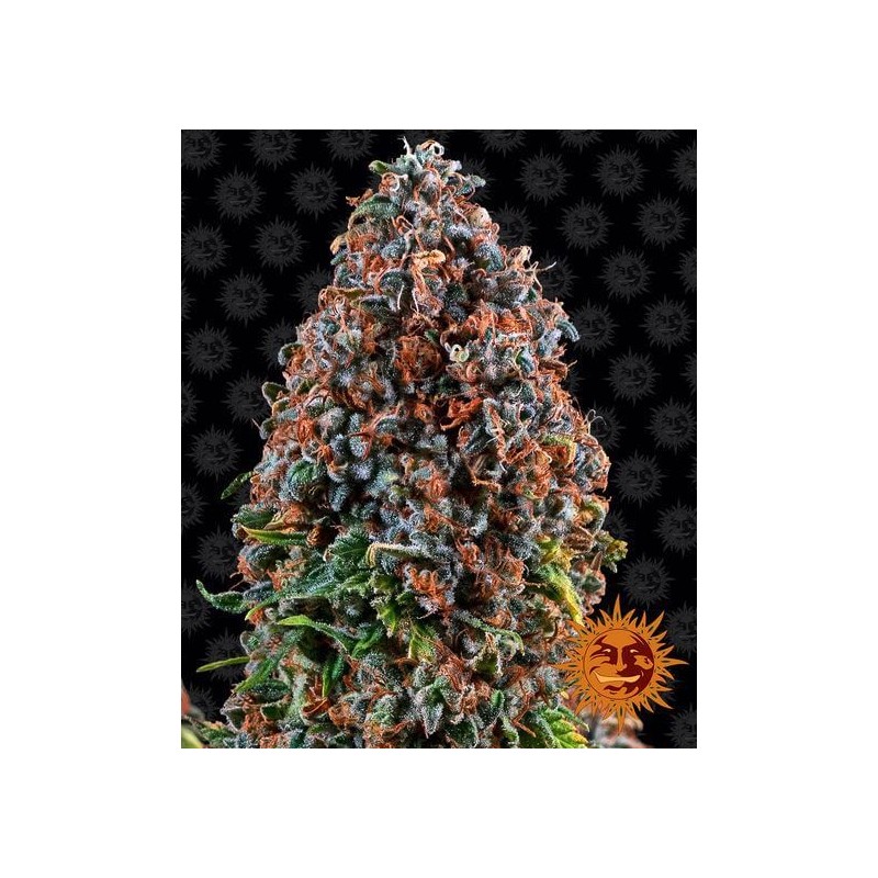 CRITICAL KUSH · Philosopher Seeds · cannabis seeds · Fem