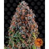 CRITICAL KUSH · Philosopher Seeds · cannabis seeds · Fem